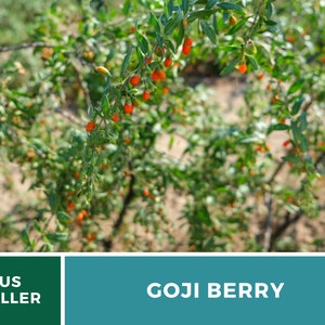 May include: A close-up of a goji berry plant with bright green leaves and vibrant orange-red berries. The image includes the text "GOJI BERRY" in a teal box and "US SELLER" in a green box.