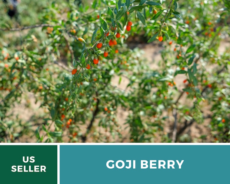 May include: A close-up of a goji berry plant with bright green leaves and vibrant orange-red berries. The image includes the text "GOJI BERRY" in a teal box and "US SELLER" in a green box.