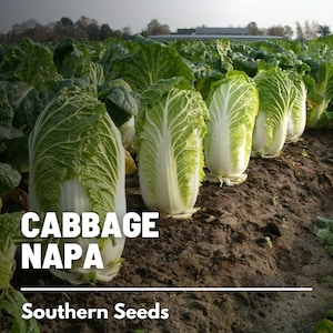 Cabbage, Napa Michihili Heading - 100 Seeds - Heirloom Vegetable - Open Pollinated - Non-GMO (Brassica rapa)