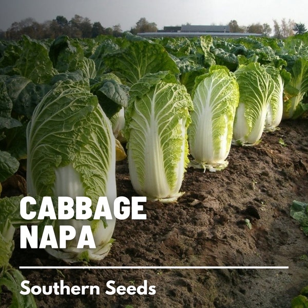 Cabbage, Napa Michihili Heading - 100 Seeds - Heirloom Vegetable - Open Pollinated - Non-GMO (Brassica rapa)