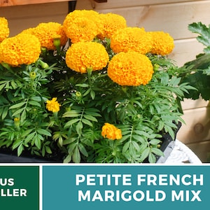 May include: A close-up of a pot of petite French marigold mix flowers in bloom. The flowers are a vibrant yellow and the plant has lush green foliage. The text "Petite French Marigold Mix" is displayed below the image.