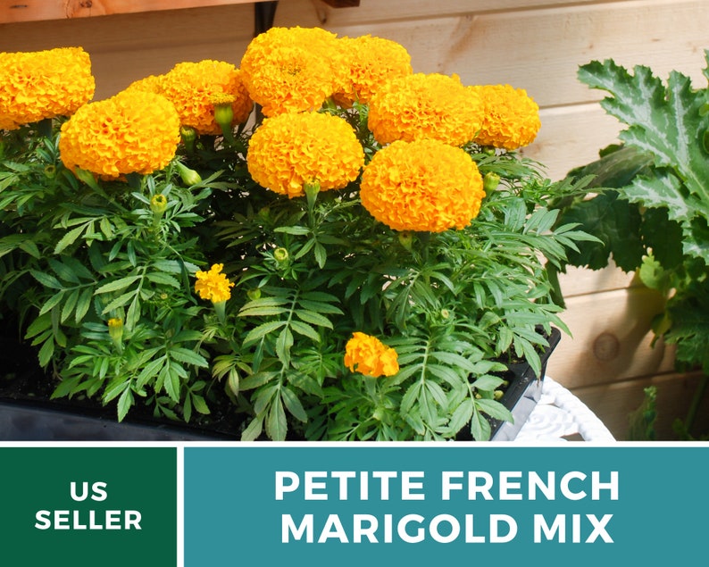 May include: A close-up of a pot of petite French marigold mix flowers in bloom. The flowers are a vibrant yellow and the plant has lush green foliage. The text "Petite French Marigold Mix" is displayed below the image.