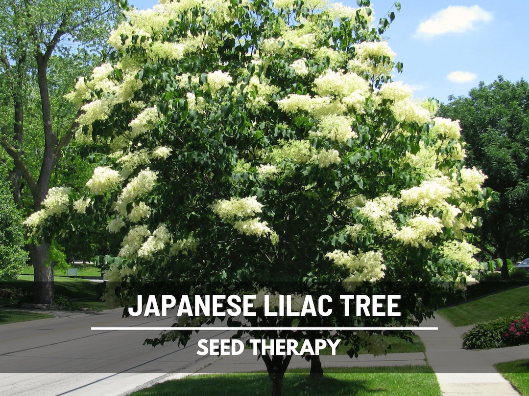 Japanese Lilac Seeds – Heirloom, Fragrant Tree, Early Spring Blooms and ...