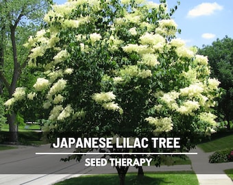 Japanese Lilac Seeds – Heirloom, Fragrant Tree, Early Spring Blooms and Beautiful Landscape Plant | 30 Seeds