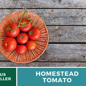 Pu&ograve; includere: Un cesto di vimini pieno di pomodori rossi maturi su una superficie di legno. Il testo "HOMESTEAD TOMATO" &egrave; visualizzato sotto il cesto.