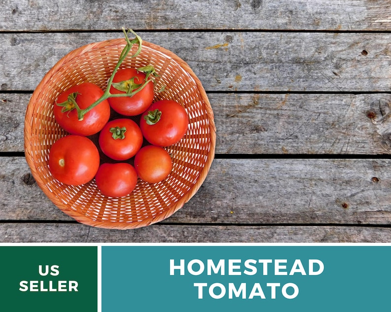 Pu&ograve; includere: Un cesto di vimini pieno di pomodori rossi maturi su una superficie di legno. Il testo "HOMESTEAD TOMATO" &egrave; visualizzato sotto il cesto.