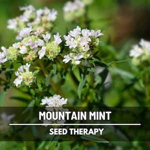 Mountain Mint Seeds – Heirloom Herb, Native Plant, Pycnanthemum Pilosum, Great for Pollinators, Aromatic Tea | 100 Seeds