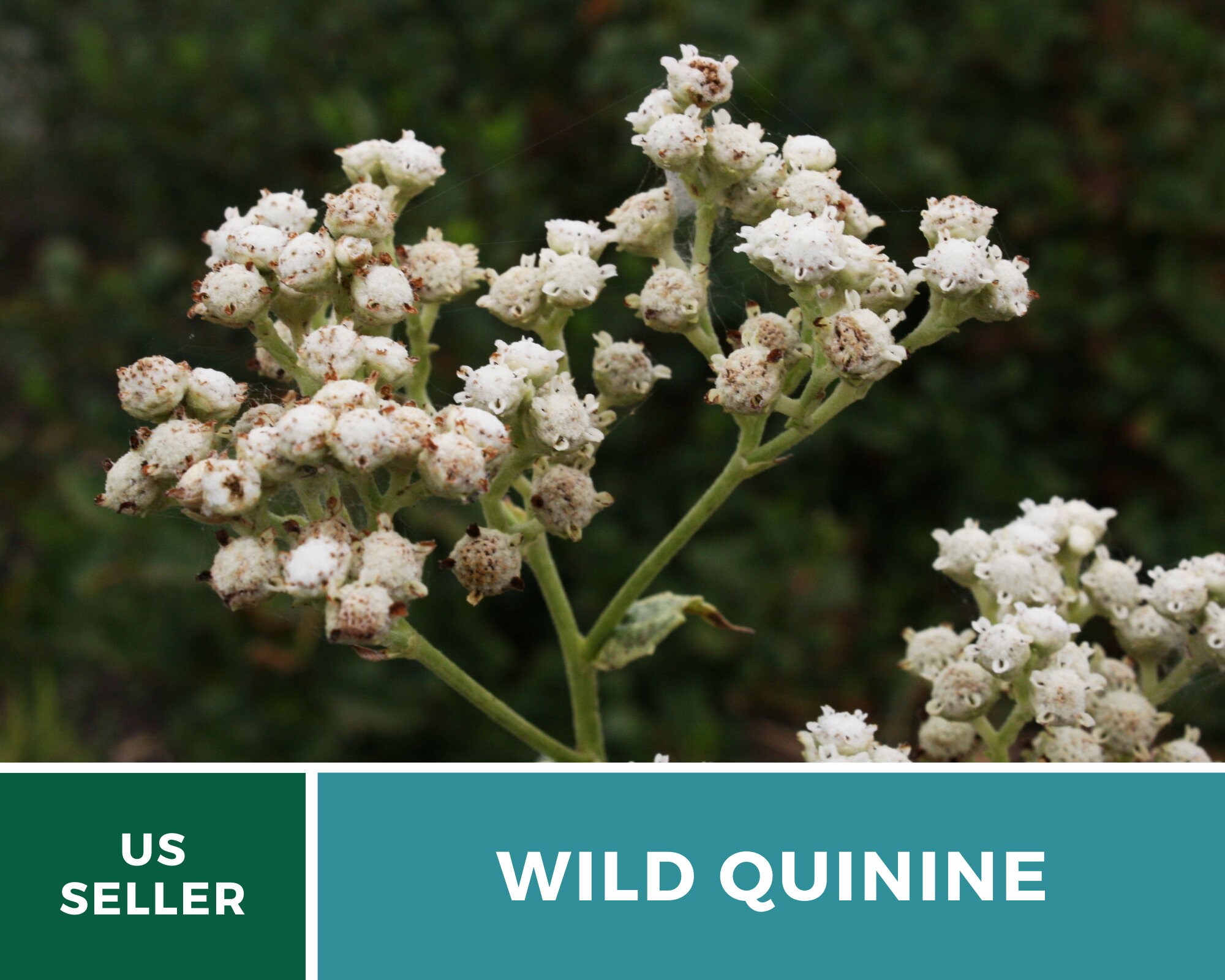 Quinine, Wild - American Feverfew - Heirloom Seeds Medicinal Herb