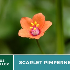 Pimpernel, Scarlet 100 Seeds Heirloom Flower Vibrant Scarlet Red Blooms that Spread Anagallis arvensis image 7