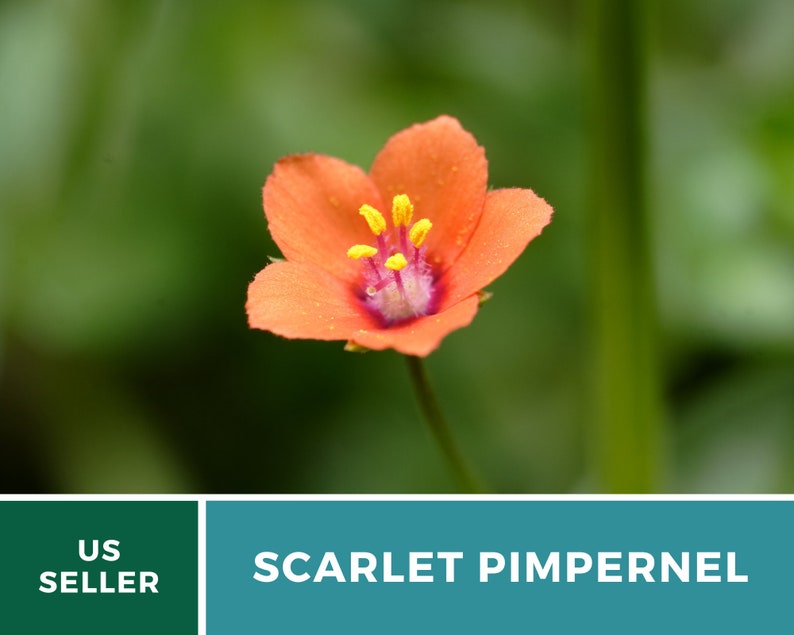 Pimpernel, Scarlet 100 Seeds Heirloom Flower Vibrant Scarlet Red Blooms that Spread Anagallis arvensis image 7