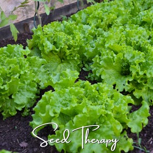 May include: A row of vibrant green lettuce plants growing in dark soil. The leaves are ruffled and textured, showing various shades of bright green. The text Seed Therapy is written in a white cursive font across the bottom of the image.