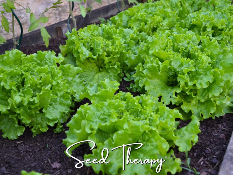 May include: A row of vibrant green lettuce plants growing in dark soil. The leaves are ruffled and textured, showing various shades of bright green. The text Seed Therapy is written in a white cursive font across the bottom of the image.