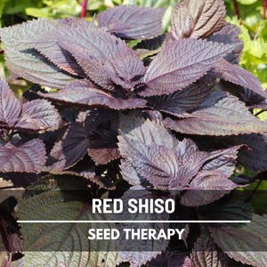Red Shiso Seeds – Heirloom Herb, Asian Culinary & Medicinal Plant, Purple-Red Leaves, Non-GMO, Garden Gift | 200 Seeds