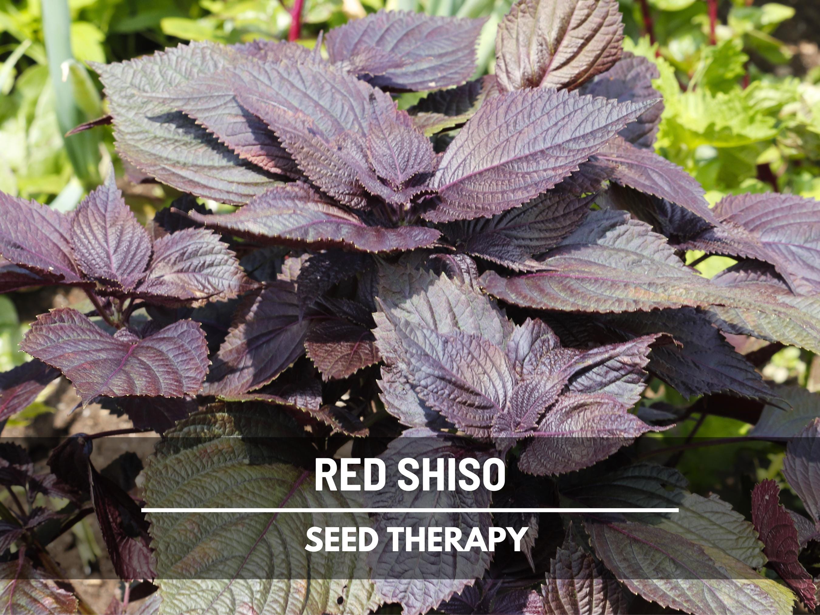 Red Shiso Seeds – Heirloom Herb, Asian Culinary & Medicinal Plant, Purple-Red Leaves, Non-GMO, Garden Gift | 200 Seeds
