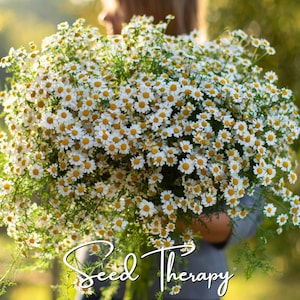 May include: A large, dense bouquet of white chamomile flowers with bright yellow centers and thin green stems. The text "Seed Therapy" is written in a white, cursive script across the lower portion of the floral arrangement.