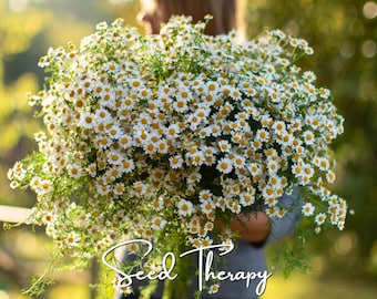 Feverfew Seeds – Heirloom Medicinal Herb, Non-GMO, Easy to Grow, Classic Pollinator & Cottage Garden Favorite | 100 Seeds