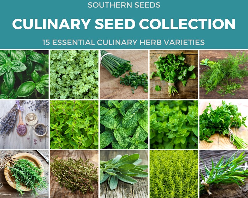 Culinary Herb Seed Collection 15 Essential Culinary Herbs Etsy