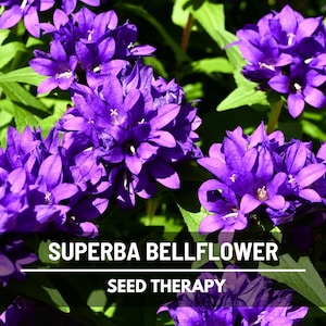Superba Bellflower Seeds – Heirloom Perennial, Violet-Blue Clusters, Clumping Plant, Perfect for Borders | 50 Seeds