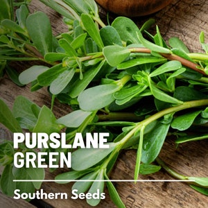 Purslane, Green - 100 Seeds - Heirloom Leafy Green - Nutritious and Tangy (Portulaca oleracea)