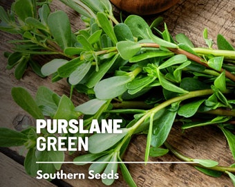Purslane, Green - 100 Seeds - Heirloom Leafy Green - Nutritious and Tangy (Portulaca oleracea)