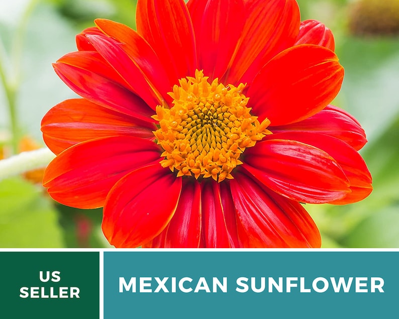 Seed Therapy Mexican Sunflower Seeds