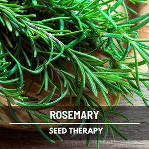 Rosemary Seeds – Heirloom, Best Seller! Fragrant and Aromatic Herb, Culinary & Medicinal, Easy to Grow | 50 Seeds