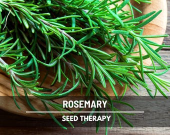 Rosemary Seeds – Heirloom, Best Seller! Fragrant and Aromatic Herb, Culinary & Medicinal, Easy to Grow | 50 Seeds