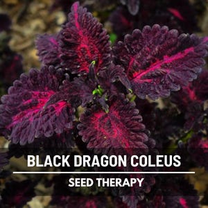Black Dragon Coleus (Solenostemon scutellarioides) mature plant close-up with velvety dark purple leaves and bright red centers - Seed Therapy