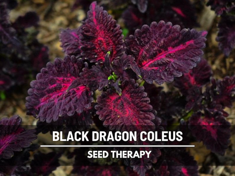 Black Dragon Coleus (Solenostemon scutellarioides) mature plant close-up with velvety dark purple leaves and bright red centers - Seed Therapy