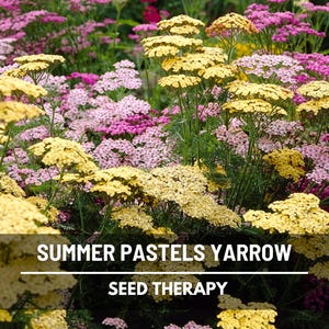 Yarrow, Summer Pastels - 50 seeds - Heirloom Flower - Medicinal - Shades of sunny pastel blooms (Achillea millefolium)