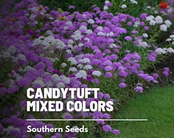 Candytuft, Mixed Color - 100 Seeds - Heirloom Flower - Stunning Mixed Colors (Iberis umbellata)