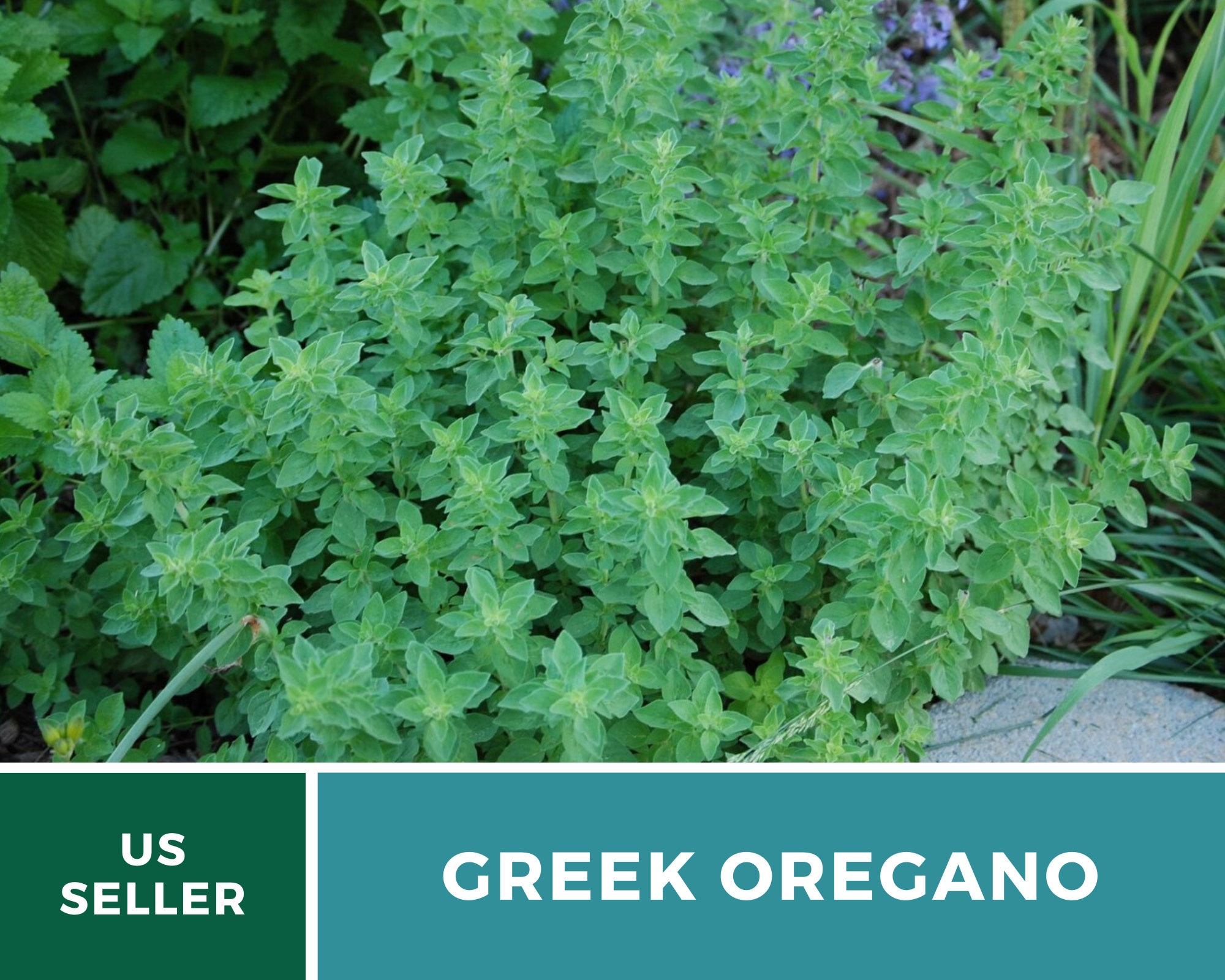 Oregano Greek 500 Seeds Medicinal & Culinary Herb Etsy UK
