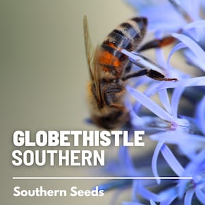 Puede incluir: Una abeja recolecta n&eacute;ctar de una flor de cardo azul. La flor est&aacute; en flor y tiene una textura delicada y espinosa. El texto "GLOBETHISTLE SOUTHERN" y "Southern Seeds" es visible debajo de la flor.