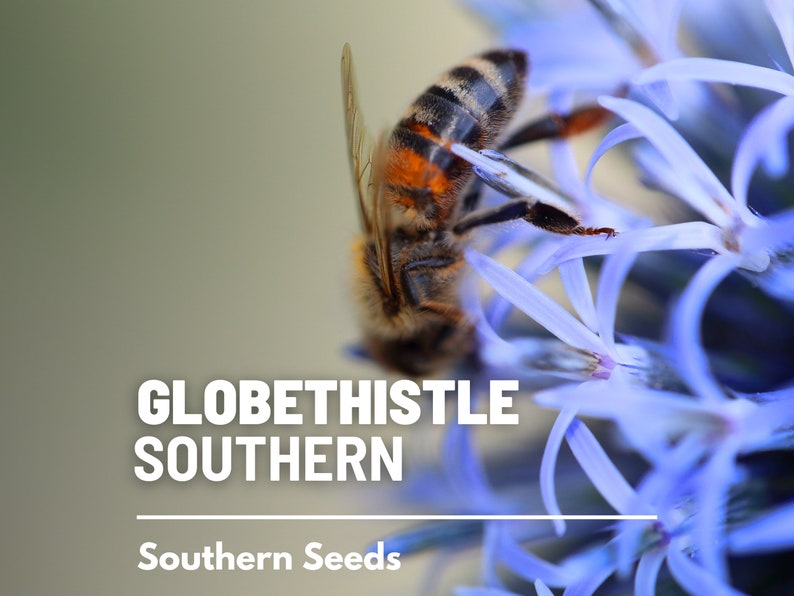 Puede incluir: Una abeja recolecta n&eacute;ctar de una flor de cardo azul. La flor est&aacute; en flor y tiene una textura delicada y espinosa. El texto "GLOBETHISTLE SOUTHERN" y "Southern Seeds" es visible debajo de la flor.