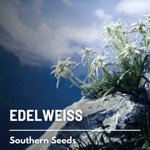 Edelweiss - 100 Seeds - Heirloom Flower - Medicinal Herb - National Flower of Switzerland (Leontopodium alpinum)