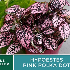 Op de afbeelding: Een roze stippenplant met donkergroene en roze bladeren. De plant staat in een rode pot. HYPOESTES PINK POLKA DOT.