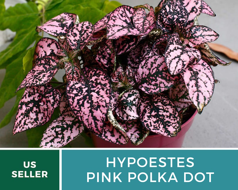 Op de afbeelding: Een roze stippenplant met donkergroene en roze bladeren. De plant staat in een rode pot. HYPOESTES PINK POLKA DOT.