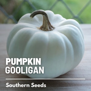 Peut inclure: Une petite citrouille Gooligan blanche avec une surface c&ocirc;tel&eacute;e et une tige brune. La citrouille est pos&eacute;e sur une surface en bois de couleur claire. Le texte sur l'image indique "PUMPKIN GOOLIGAN" et "Southern Seeds".
