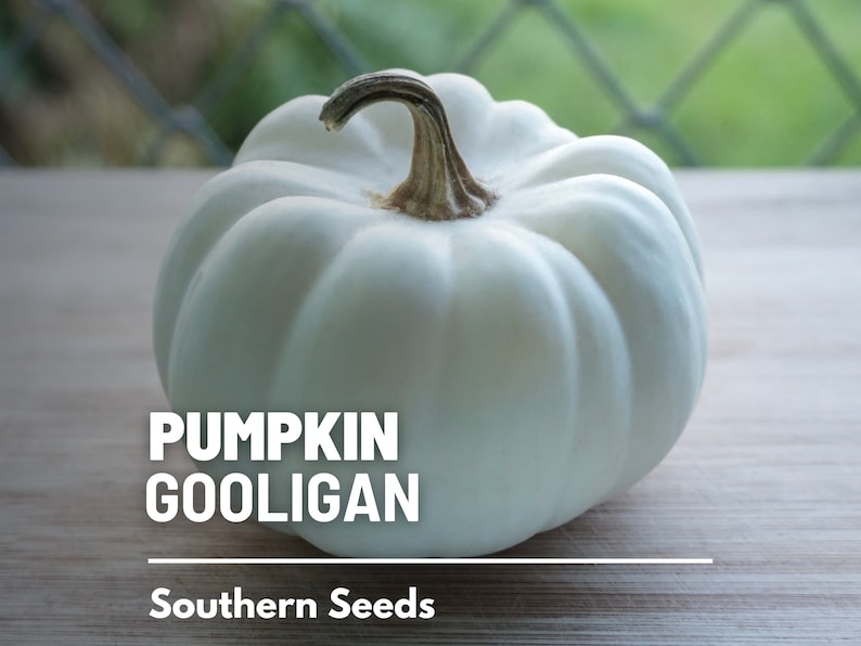 Peut inclure: Une petite citrouille Gooligan blanche avec une surface c&ocirc;tel&eacute;e et une tige brune. La citrouille est pos&eacute;e sur une surface en bois de couleur claire. Le texte sur l'image indique "PUMPKIN GOOLIGAN" et "Southern Seeds".