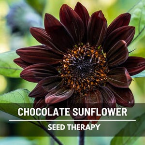Chocolate Sunflower Seeds – Heirloom, Deep Brown Blooms, Medicinal & Culinary Plant, Garden Favorite, Easy to Grow | 25 Seeds