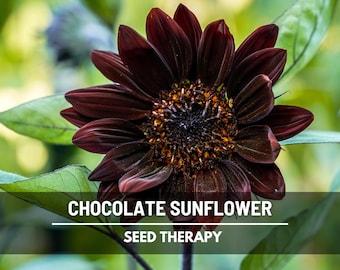 Chocolate Sunflower Seeds – Heirloom, Deep Brown Blooms, Medicinal & Culinary Plant, Garden Favorite, Easy to Grow | 25 Seeds