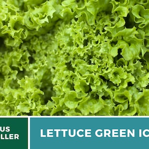 May include: A vibrant head of Green Ice lettuce featuring tightly curled, ruffled bright green leaves. The bottom section includes a dark green box with the white text US SELLER and a teal box with the white text LETTUCE GREEN ICE.