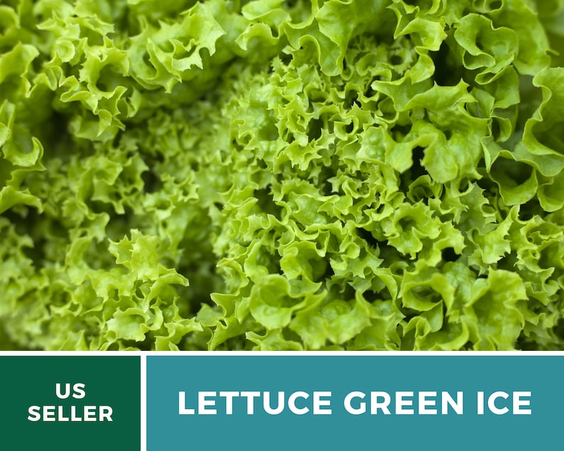 May include: A vibrant head of Green Ice lettuce featuring tightly curled, ruffled bright green leaves. The bottom section includes a dark green box with the white text US SELLER and a teal box with the white text LETTUCE GREEN ICE.