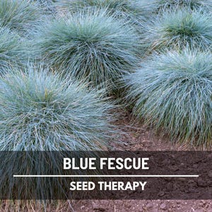 Blue Fescue Seeds – Heirloom Ornamental Grass, Drought Resistant & Easy to Grow, Popular Landscaping Plant | 100 Seeds