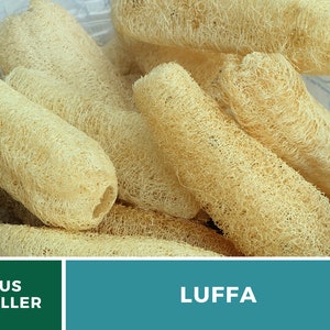 Puede incluir: Primer plano de una pila de esponjas naturales de luffa, tambi&eacute;n conocidas como luffa, de color marr&oacute;n claro. Las esponjas est&aacute;n secas y listas para usar para el ba&ntilde;o o la limpieza.