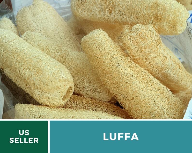 Puede incluir: Primer plano de una pila de esponjas naturales de luffa, tambi&eacute;n conocidas como luffa, de color marr&oacute;n claro. Las esponjas est&aacute;n secas y listas para usar para el ba&ntilde;o o la limpieza.