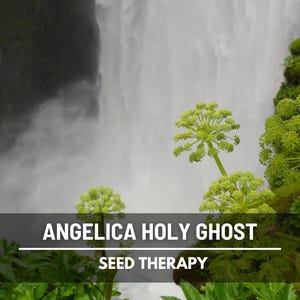 Angelica Holy Ghost growing near waterfall with tall flowering stalks – Seed Therapy