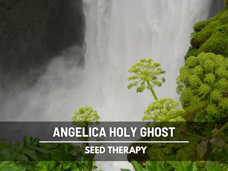 Angelica Holy Ghost growing near waterfall with tall flowering stalks – Seed Therapy