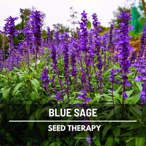 Blue Sage Seeds – Heirloom Herb, Mealy Sage, Fragrant Blue Flowers, Medicinal, Non-GMO, Garden Favorite | 100 Seeds