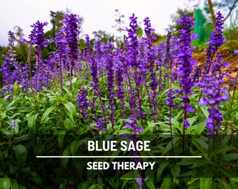 Blue Sage Seeds (Mealy Sage) – Heirloom, Medicinal, Fragrant Garden Favorite (100 Seeds)